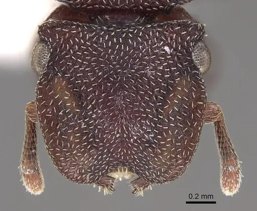 Cephalotes pellans - CASENT0922521