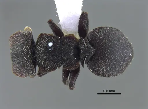 Cephalotes pellans - CBUMAGENT41989