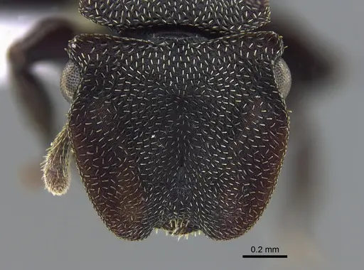 Cephalotes pellans - CBUMAGENT41989
