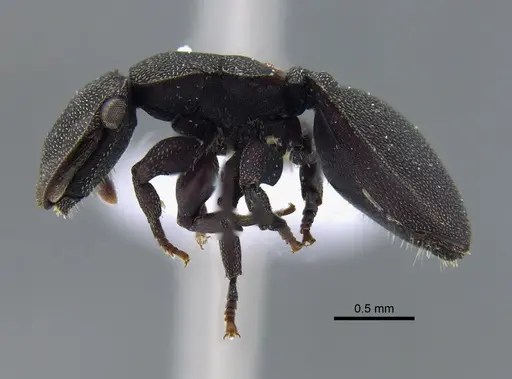 Cephalotes pellans - CBUMAGENT41989