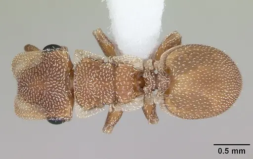 Cephalotes persimilis specimen