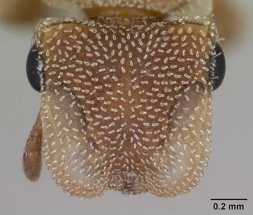 Cephalotes persimilis specimen