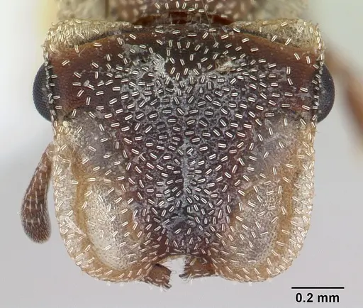 Cephalotes persimilis - CASENT0178626