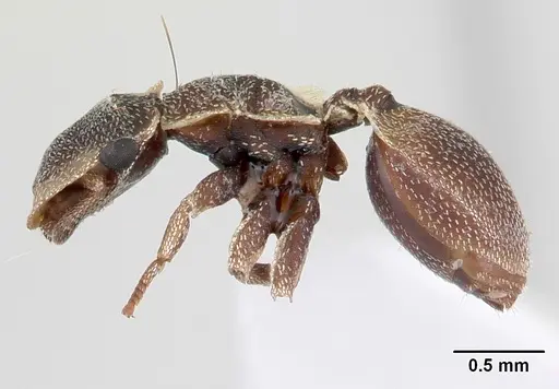 Cephalotes persimilis - CASENT0178626