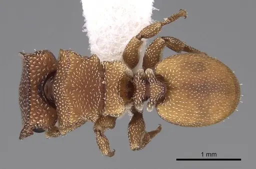 Cephalotes persimilis - CASENT0922541