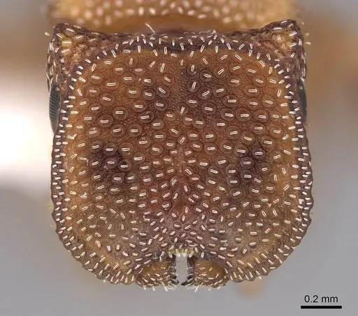 Cephalotes persimilis - CASENT0922541