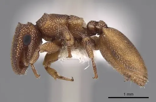 Cephalotes persimilis - CASENT0922541