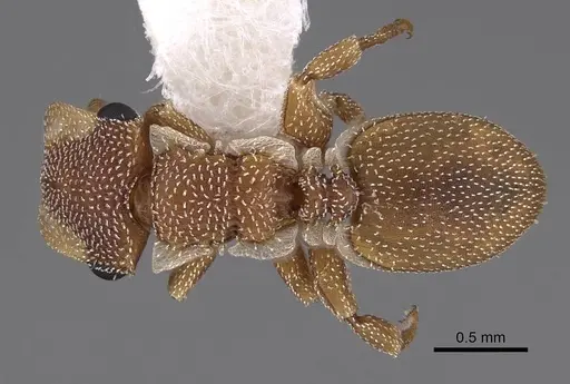 Cephalotes persimilis - CASENT0922542