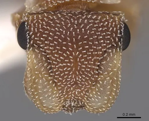 Cephalotes persimilis - CASENT0922542