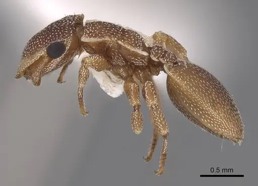 Cephalotes persimilis - CASENT0922542