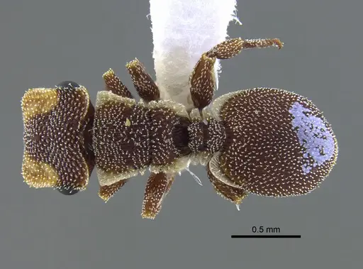 Cephalotes persimilis - CBUMAGENT41988