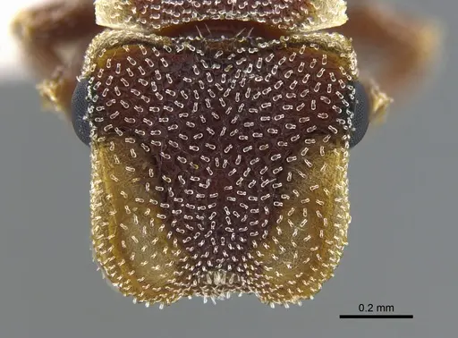 Cephalotes persimilis - CBUMAGENT41988