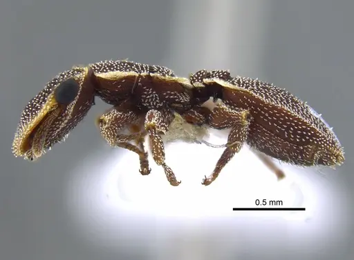 Cephalotes persimilis - CBUMAGENT41988