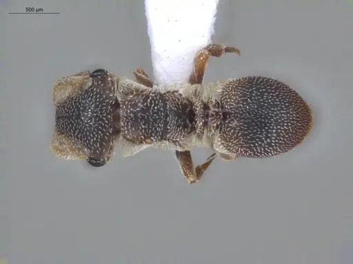 Cephalotes persimilis - ECOFOG-BUG-1101-03