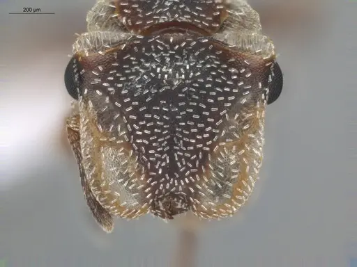 Cephalotes persimilis - ECOFOG-BUG-1101-03