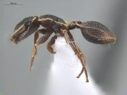 Cephalotes persimilis - ECOFOG-BUG-1101-03