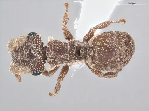 Cephalotes persimilis - ECOFOG-PA14-0161-09