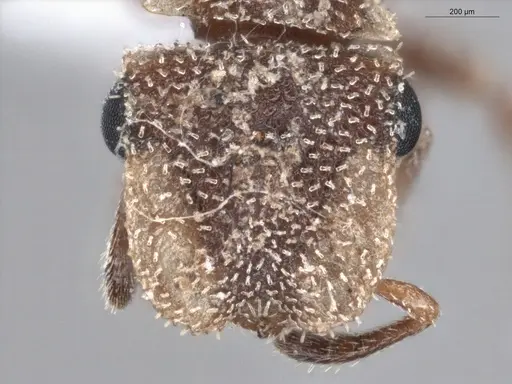 Cephalotes persimilis - ECOFOG-PA14-0161-09