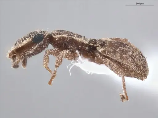 Cephalotes persimilis - ECOFOG-PA14-0161-09