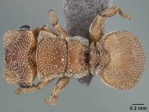 Cephalotes persimilis - USNMENT01124209