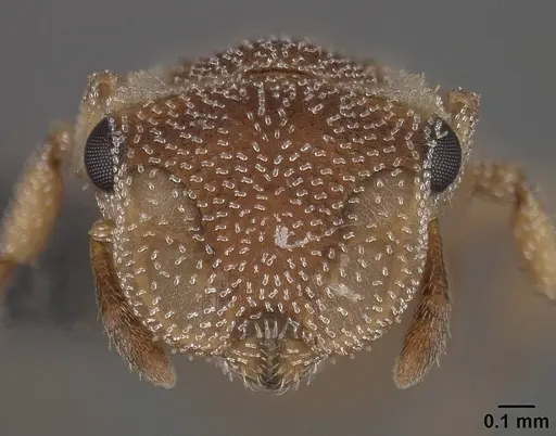 Cephalotes persimilis - USNMENT01124209