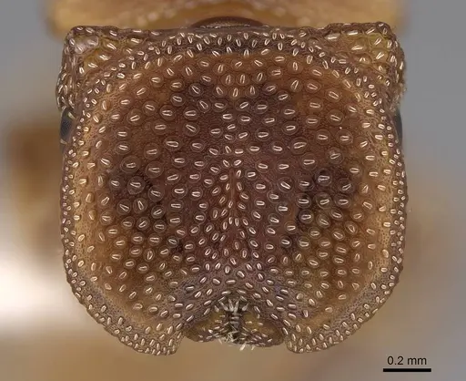 Cephalotes persimplex specimen