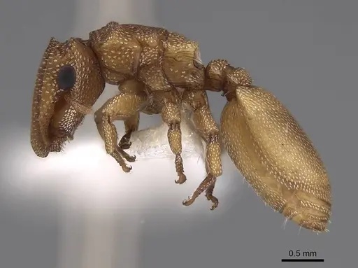 Cephalotes persimplex specimen