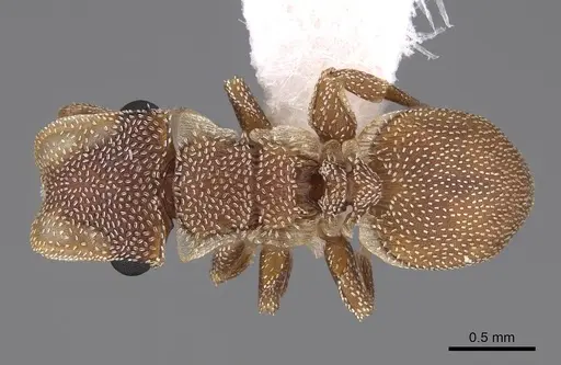 Cephalotes persimplex - CASENT0922544