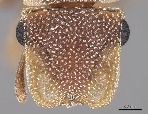 Cephalotes persimplex - CASENT0922544