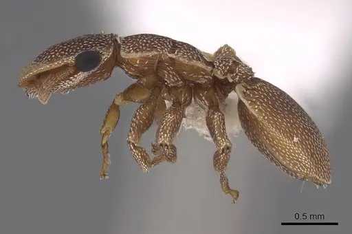 Cephalotes persimplex - CASENT0922544