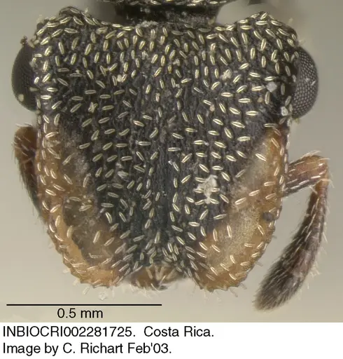 Cephalotes peruviensis specimen