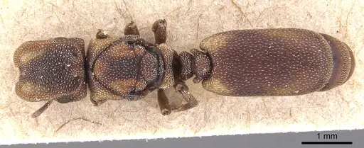 Cephalotes pileini specimen