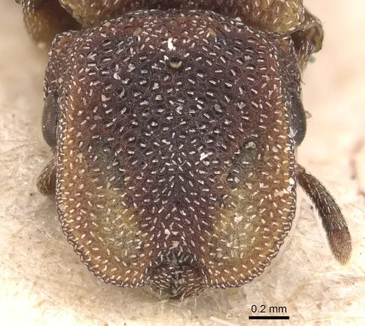 Cephalotes pileini specimen