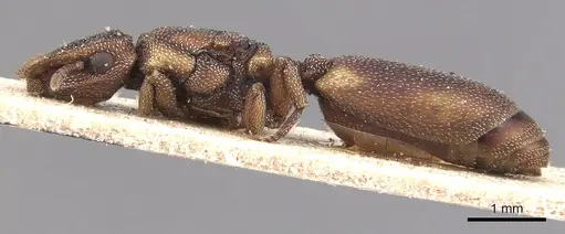 Cephalotes pileini specimen