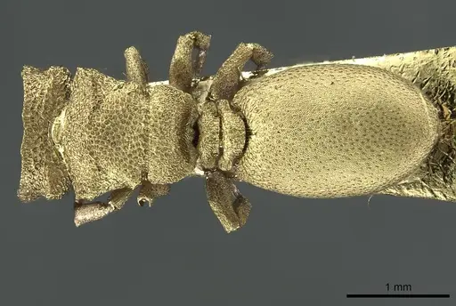 Cephalotes pileini - CASENT0912614