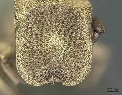 Cephalotes pileini - CASENT0912614