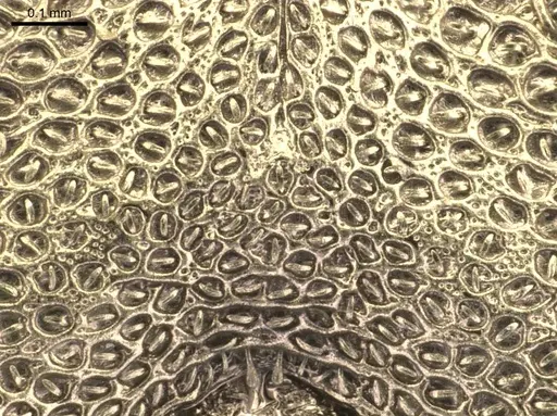 Cephalotes pileini - CASENT0912614