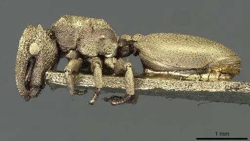 Cephalotes pileini - CASENT0912614