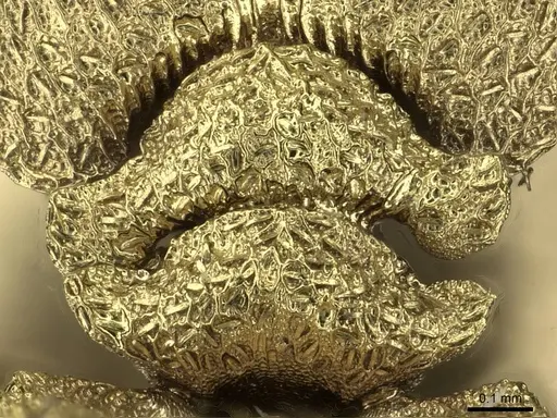 Cephalotes pileini - CASENT0912614