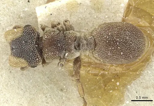 Cephalotes pileini - CASENT0912615