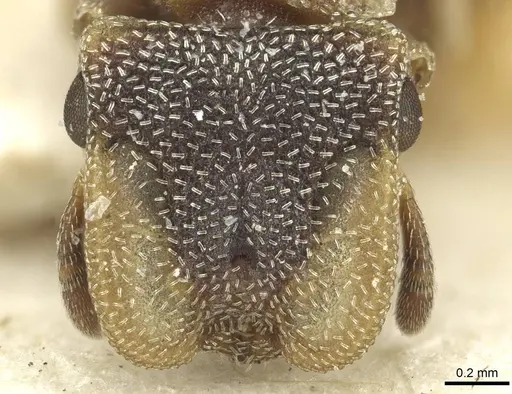 Cephalotes pileini - CASENT0912615