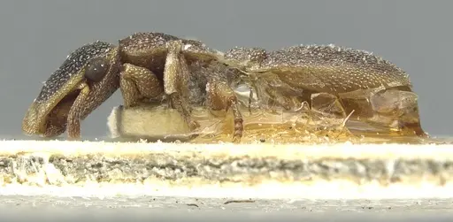 Cephalotes pileini - CASENT0912615