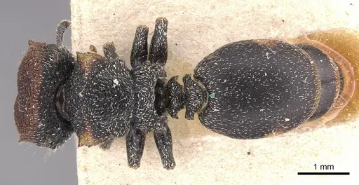 Cephalotes pilosus specimen