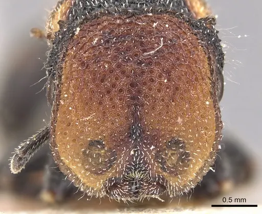 Cephalotes pilosus specimen