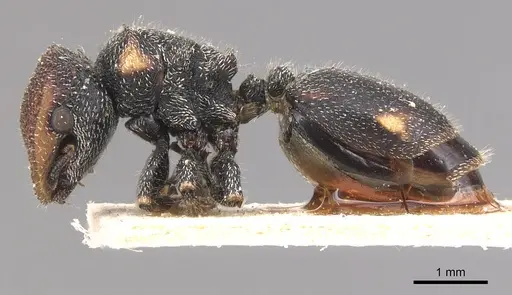 Cephalotes pilosus specimen