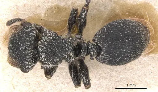 Cephalotes pilosus - CASENT0904912