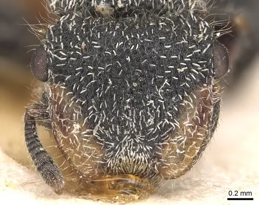 Cephalotes pilosus - CASENT0904912