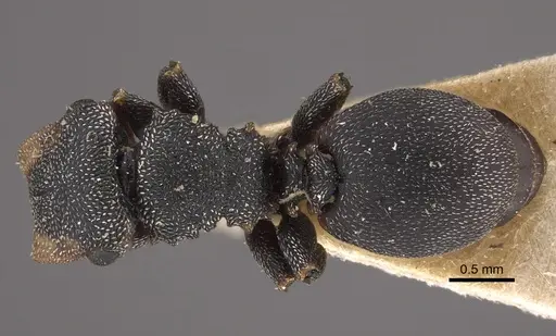 Cephalotes pilosus - CASENT0917839