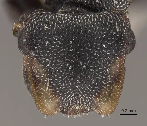 Cephalotes pilosus - CASENT0917839