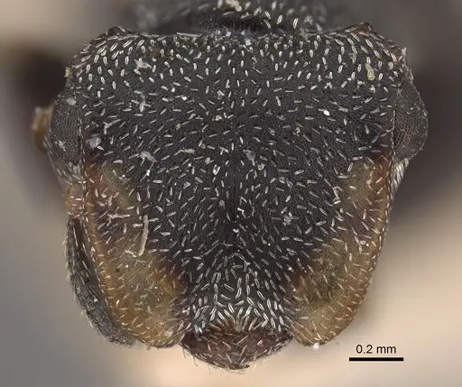 Cephalotes pilosus - CASENT0917839